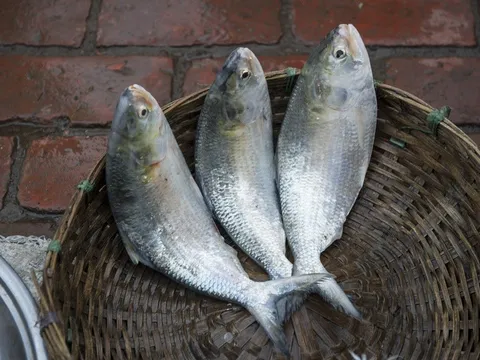 Loại cá không thể nuôi nhân tạo, chợ ít bán nếu thấy đừng tiếc tiền mua