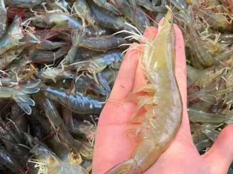 Mẹo nhìn màu và đuôi tôm biết đâu là tôm tươi ngon, chắc thịt