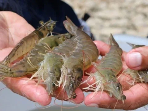 Người bán tôm nói thật: Phân biệt tôm nuôi và tôm tự nhiên hóa ra cực dễ