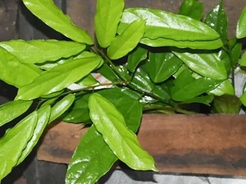 Cây dại mọc bờ bụi xưa không ai hái, giờ thành đặc sản có hương vị lạ lẫm, ít người được thưởng thức