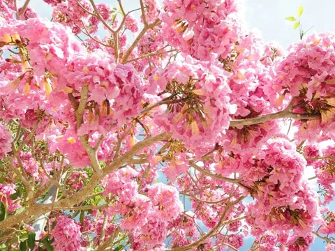 4 loại cây dễ trồng trong sân nhà, cứ sang xuân là tạo thành biển hoa rực rỡ