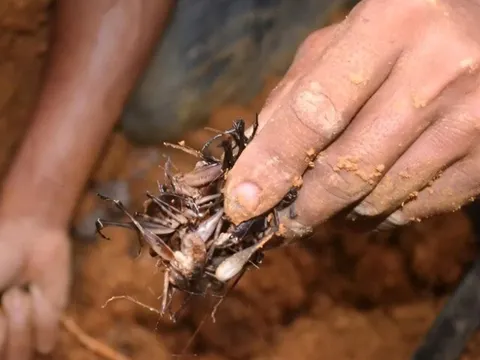 Nghề lạ ở Việt Nam: Cứ tới mùa lại kéo nhau vào rừng “săn lộc trời”, loại đặc sản này giúp nông dân đổi đời
