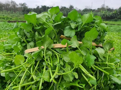 4 loại thưc phẩm cần thiết cho cơ thể được khuyên nên bổ sung vào bữa thường xuyên