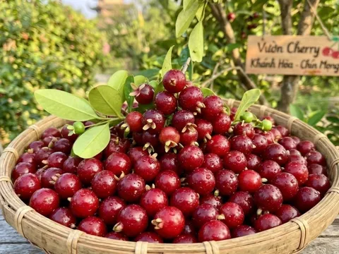 Loại quả nổi tiếng thế giới trồng ở Khánh Hoà, nhỏ như viên bi, trồng 1 năm đã cho thu hoạch, giá 200.000 đồng/kg