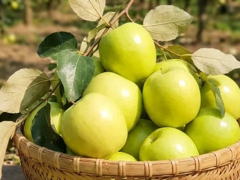 Loại táo nổi tiếng ở Bắc Ninh: Quả to giòn ngọt, chế biến được nhiều món hấp dẫn
