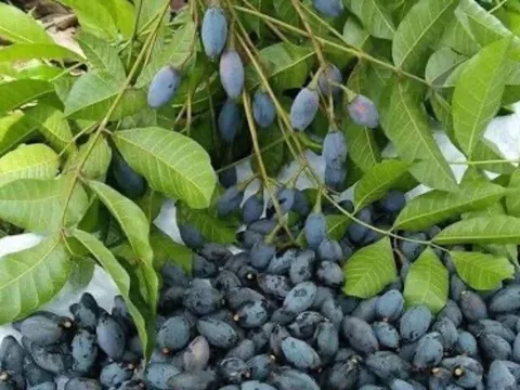 Đặc sản được ví là “lộc trời” nhờ hương vị lạ, chế biến thành vạn món ngon, 250.000 đồng/kg vẫn có người mua