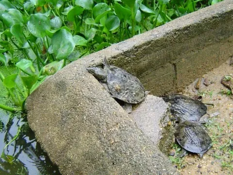 Nuôi loài đặc sản to bự, nhẹ vốn lớn nhanh, suốt ngày chỉ ăn rồi "đẻ sòn sòn", giúp nông dân vươn lên làm giàu