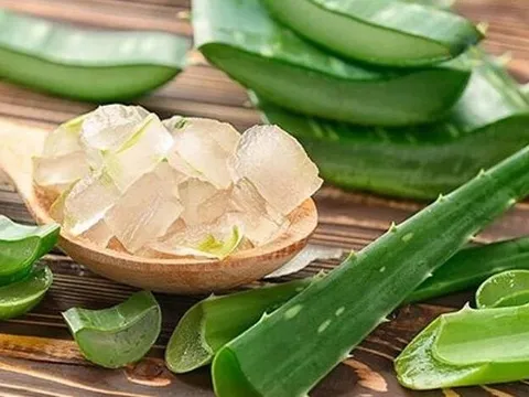 Chiết xuất lô hội và những lợi ích nổi bật trong chăm sóc làn da