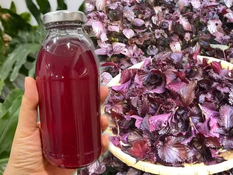 Mẹo nấu lá tía tô uống giải nhiệt, giải độc