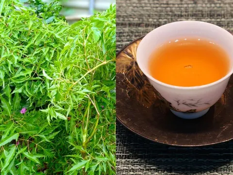 Uống nước lá đinh lăng, cơ thể nhận được lợi ích đặc biệt này