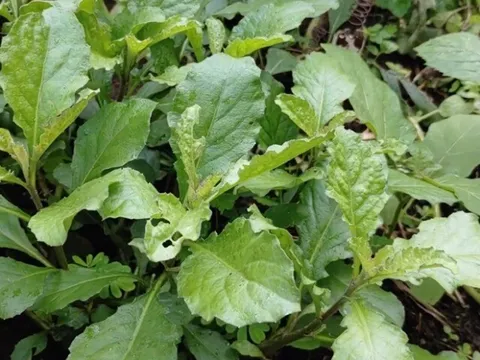 Cây dại mọc đầy bờ mương “lên đời” thành đặc sản, được ưa chuộng vì hương vị lạ, nấu món nào cũng ngon