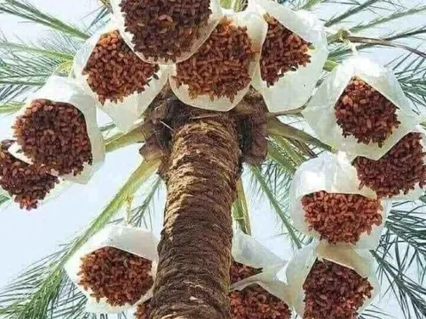 Loại quả "tốt nhất thế giới" chỉ có ở Đồng Tháp, trồng một lần thu hoạch nhiều năm, thành đặc sản nổi tiếng 250.000 đ/kg