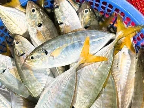 11 loại hải sản được đánh giá tốt nhất thế giới, giàu omega-3 là "khắc tinh" của ung thư, từ 15.000 đồng có thể mua