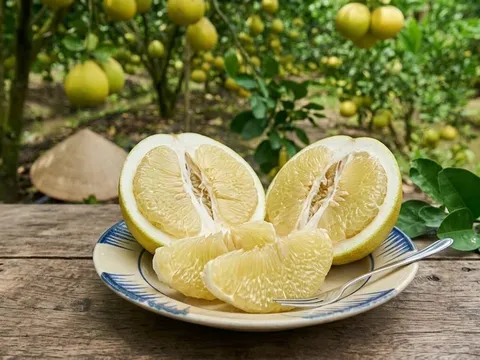 Loại quả đặc sản Vĩnh Long lọt top trái cây ngon nhất thế giới: Vị ngọt thanh, trồng một lần thu hoạch lâu dài