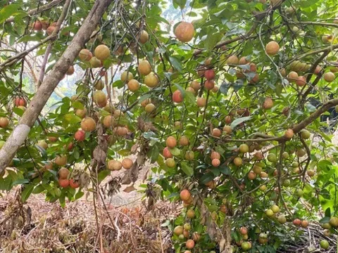 Loại quả "tốt nhất thế giới" chỉ có ở Sơn La, trồng một lần thu hoạch nhiều năm, thành đặc sản nổi tiếng 70.000 đồng/kg