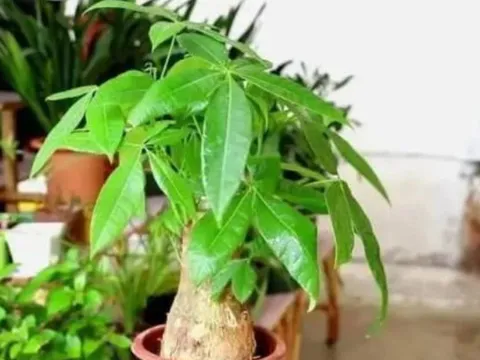 6 loại cây cảnh hiếm khi nở hoa, nhưng khi nở được xem là “điềm báo may mắn” cho gia chủ