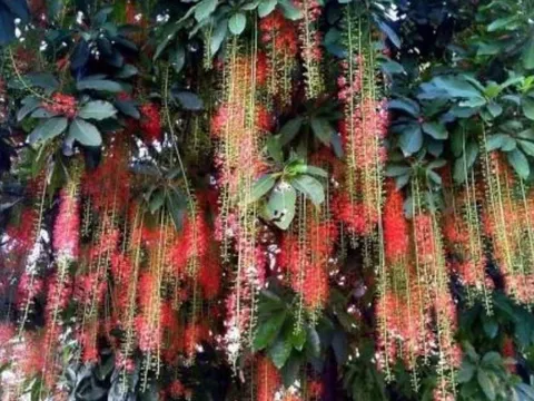 Cây lộc vừng đẹp và hút tài lộc, vì sao nhiều người vẫn tránh trồng trước cổng nhà?