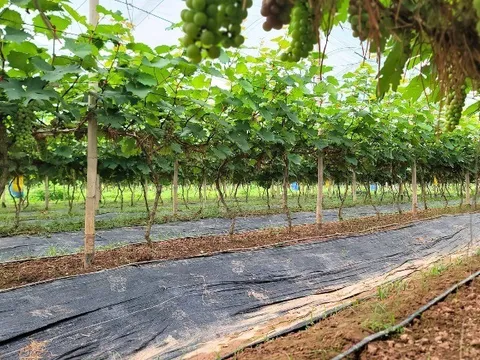 Loại quả "tốt nhất thế giới" chỉ có ở Bắc Ninh, trồng 12 tháng cho thu hoạch, thành đặc sản nổi tiếng giá 200.000 đồng/kg