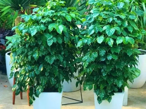 3 loại cây cát lành, bình an, hạnh phúc dễ trồng, đặt góc nào trong phòng khách cũng tốt cho sức khỏe