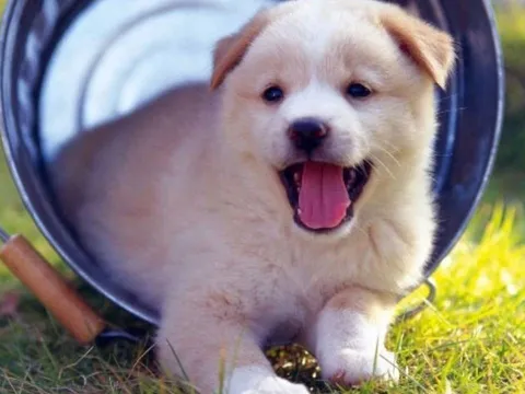 5 loại thú cưng được xem là “bùa may mắn” giúp gia đình hút tài lộc