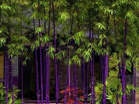 Nhà giàu hay trồng 3 loại cây này trong sân vườn nhà, để “chiêu tài” và cho cảm giác sống lâu dài