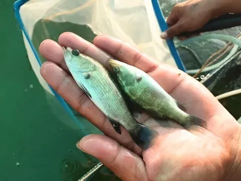 Nuôi loài cá nhỏ bằng ngón tay nhưng sinh trưởng nhanh, 8 tháng sau cho thu hoạch giúp nông dân "đổi đời"