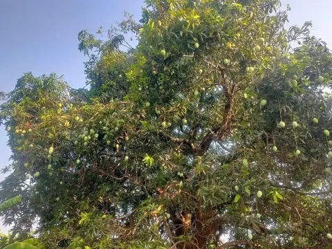 Loại quả "tốt nhất thế giới" chỉ có ở An Giang, trồng một lần thu hoạch nhiều năm, thành đặc sản nổi tiếng 60.000 đ/kg