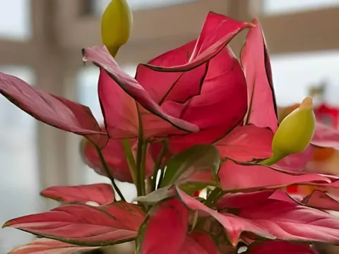 5 loại cây trong nhà cứ nở hoa tài lộc sắp đến