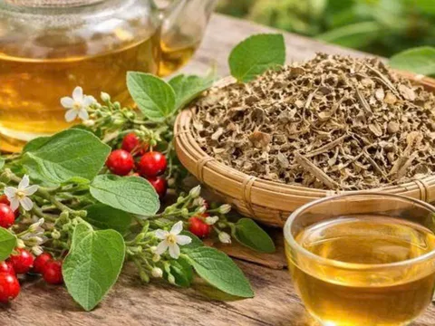 Những người không nên uống cà gai leo?