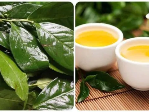 Những người không nên uống chè xanh: Tưởng tốt mà lại hại