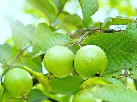 11 loại quả được trồng bạt ngàn ở Việt Nam, giàu chất xơ, giảm mỡ máu tự nhiên và tốt cho tim mạch