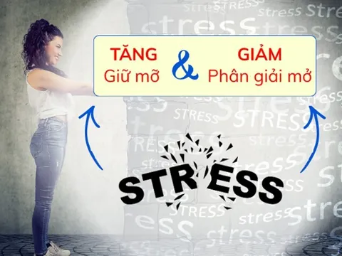 Vì sao càng căng thẳng càng khó giảm cân?