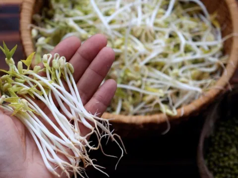 5 người nên ăn giá đỗ thường xuyên