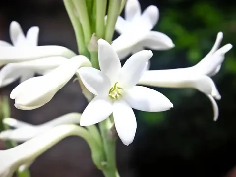 Mùng 1 thắp hương đừng chỉ chọn mỗi hoa Cúc, chọn hoa này vừa thơm vừa lộc