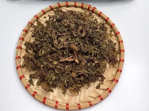 Phơi khô lá đinh năng rồi đun nước uống, 3 ngày sau thấy ngay điều kì diệu