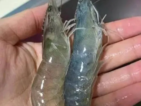 Tôm sông với tôm biển: Khác biệt lớn nhất là gì và loại nào giàu canxi hơn?