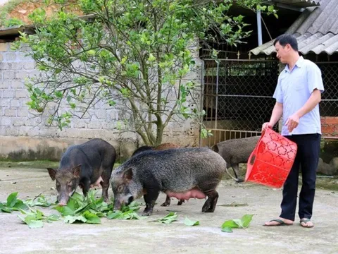 Nông dân nuôi con hiền lành, tối ngày cho ăn hoa quả trồng sau nhà, nhàn tênh "đút túi" trăm triệu đồng