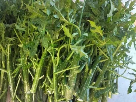 Cây mọc bờ rào "ngọt như mì chính", trồng một lần hái bán quanh năm, thành đặc sản có hương vị lạ được ưa chuộng