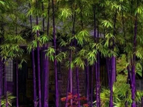 Loại cây phong thủy được giới nhà giàu ưa chuộng trồng trong sân vườn để cầu tài lộc, trường thọ