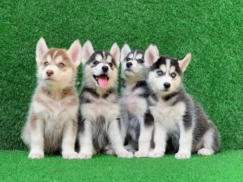 5 giống chó cảnh dễ nuôi nhất ở Việt Nam: Không kén ăn, trung thành và huấn luyện nhanh