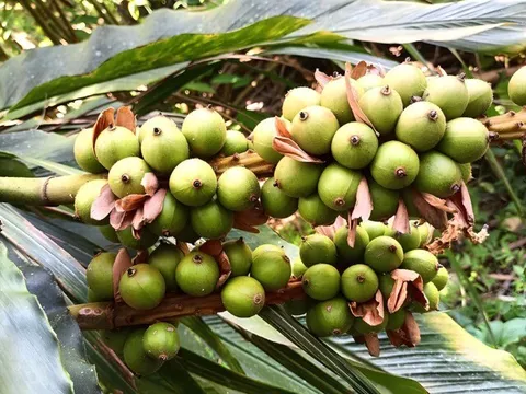 Nghề lạ ở Việt Nam: Tới mùa thu hoạch bà con kéo nhau vào rừng săn “lộc trời”, nhìn tưởng dễ nhưng ít ai làm được