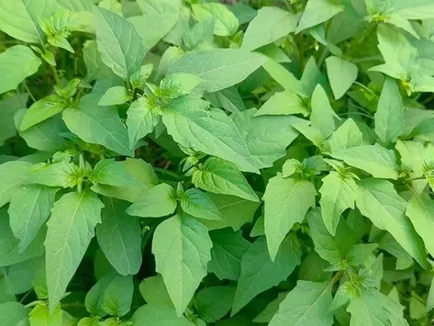 Cây rau ở quê có vị đắng nay thành đặc sản hương vị lạ, trồng một lần hái bán quanh năm, 70.000 đồng/kg