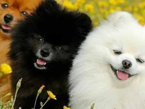 3 con giáp khôn khéo nơi công sở: Không cần giỏi nhất vẫn thăng tiến nhanh, uy tín vững