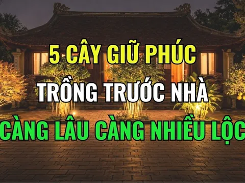 5 loại cây mọc ở nhà nào nhà đấy Lộc, tiền tài kéo theo về