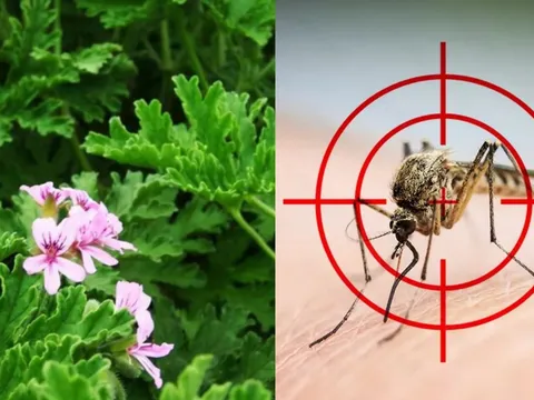 Nhà nhiều muỗi, trồng ngay 5 loại cây này: Vừa đẹp, vừa đuổi côn trùng