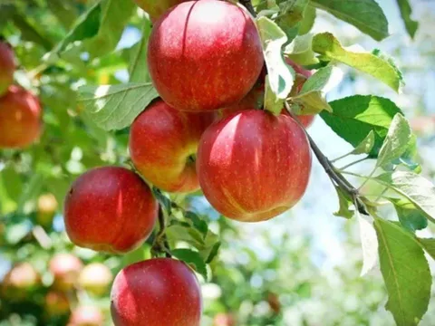 Cảnh báo: 2 loại củ quả chứa nhiều hạt vi nhựa nhưng người Việt vẫn ăn hàng ngày