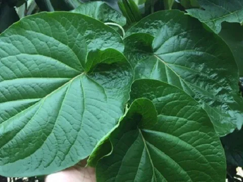 Cây mọc bờ rào được ví như "lá kim cương", trồng một lần hái bán quanh năm, thành đặc sản có hương vị lạ được ưa chuộng