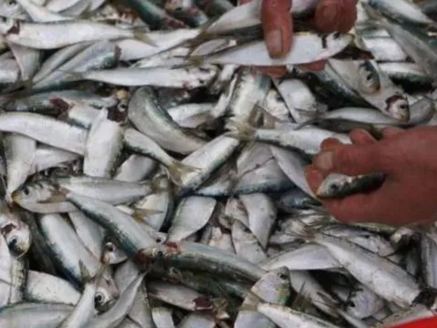 3 loại cá giàu Omega-3, giá rẻ hơn cá hồi – Ra chợ gặp là nên mua ngay để tốt cho sức khỏe