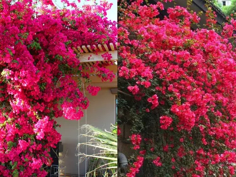 Mẹo giúp hoa giấy ra nhiều hoa quanh năm