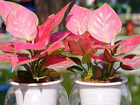 Nghề nghiệp của bạn là gì? Chọn 1 cây phong thủy để bàn theo nghề nghiệp